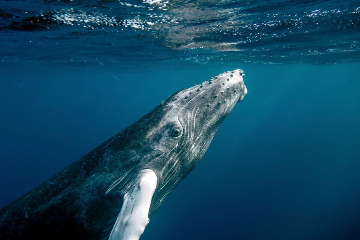 Baleines